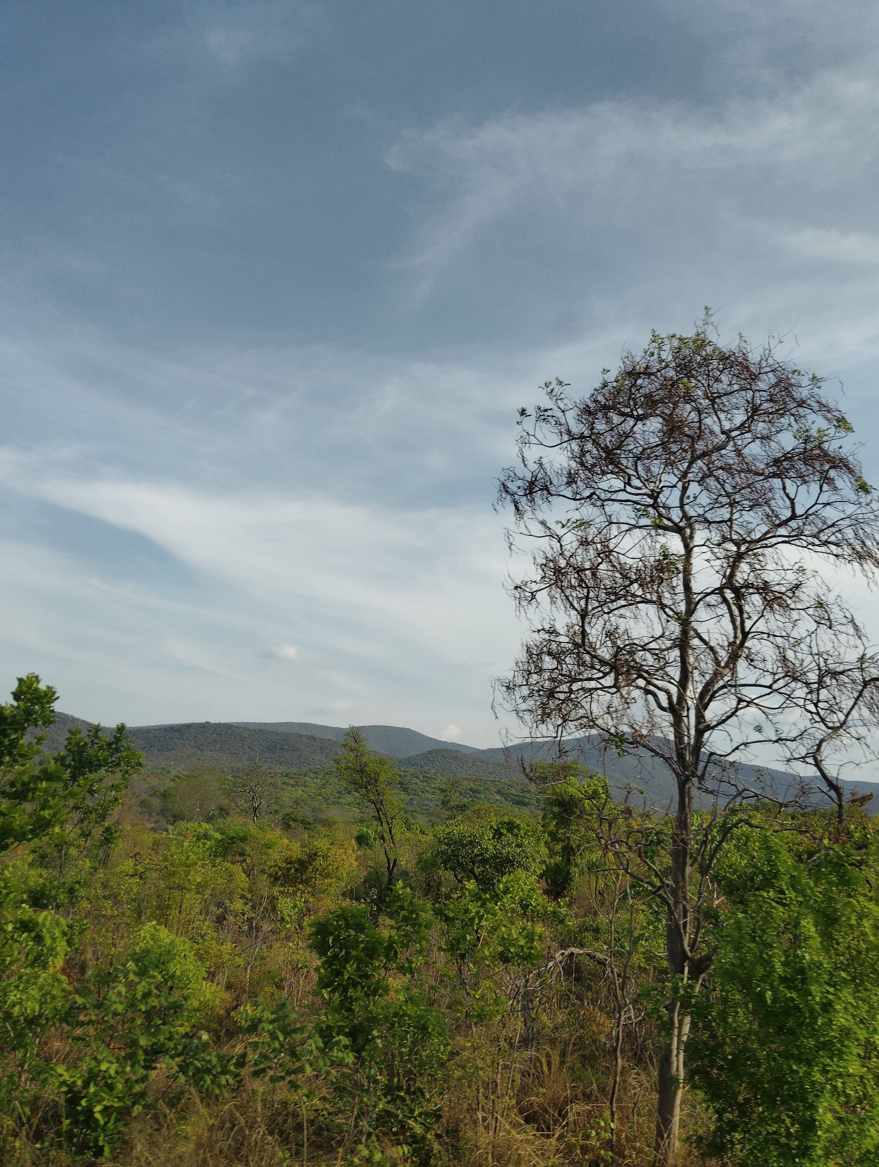 Forestry Society of Kenya