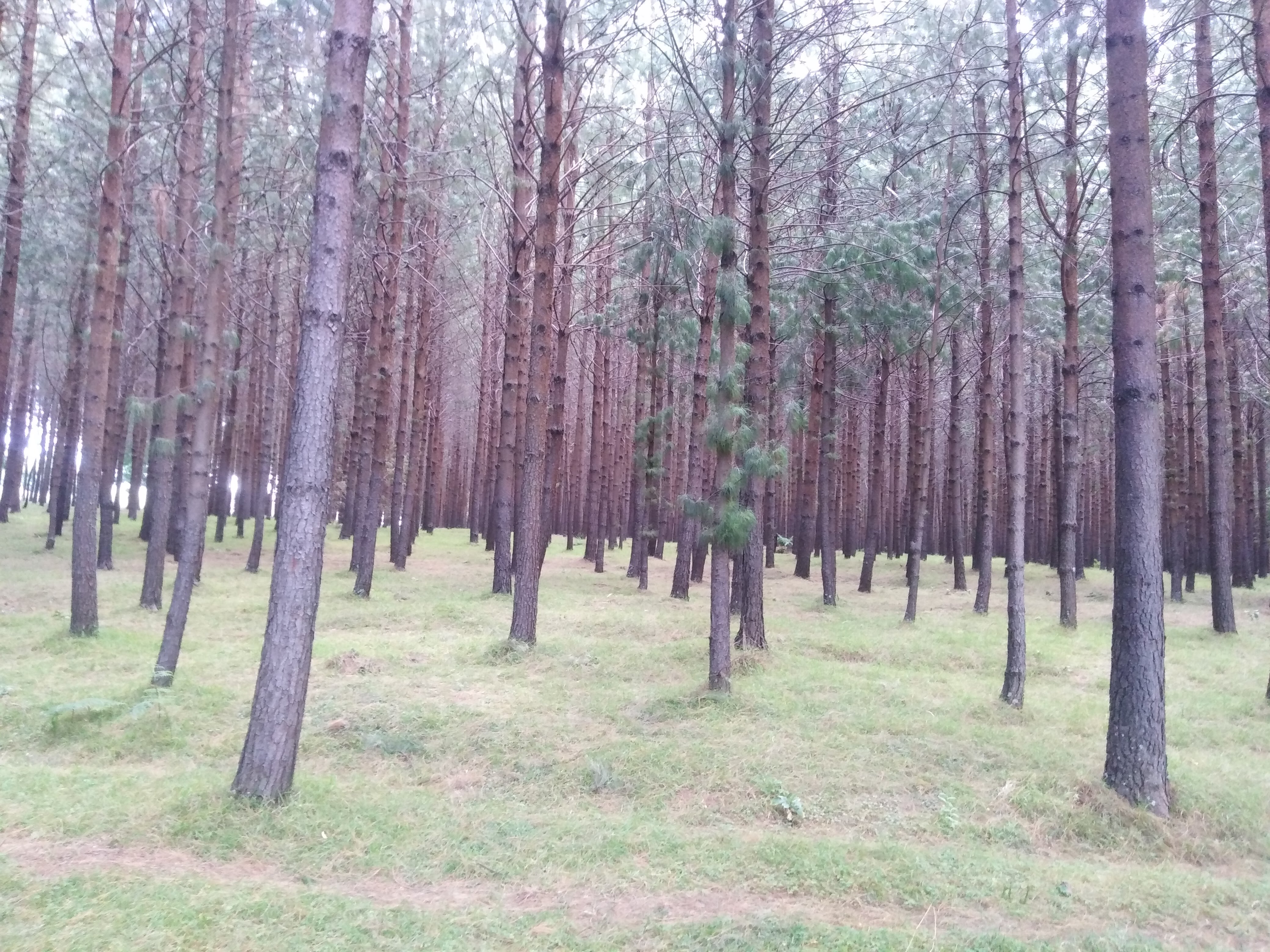 Promoting sustainable forest management in Kenya hero